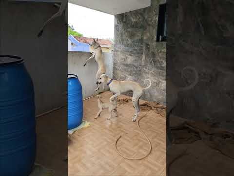 chippiparai guarding #chippiparaidog #chippiparaibreed #kannidog #doglover #chippiparaihound #pets