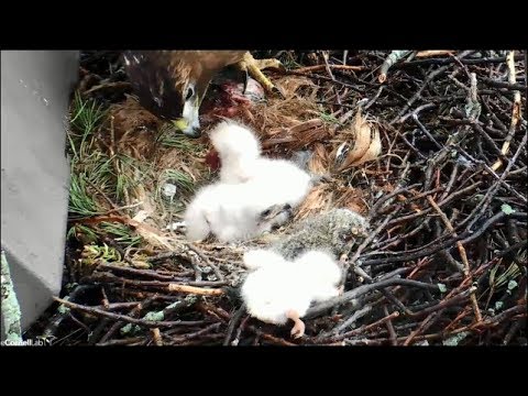 Cornell Red Tailed Hawk Cam ~ Chick Caught & Pulled Out Of Nest Cup  5.3.19