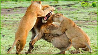 35 Terrifying Moments The Strongest Lions Fight For The Right To Mate, What Will Happens Next?