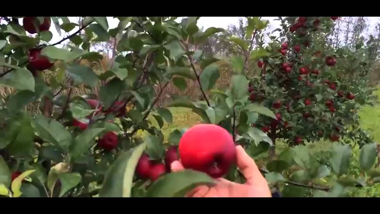 Яблоня зимняя Сябрына