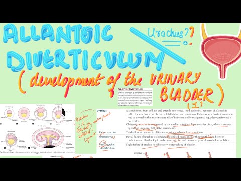 📯Allantoic Diverticulum (Urachus) | MBBS Embryology | USMLE Step 1