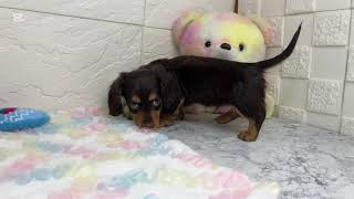 ミニチュアダックスの動画01