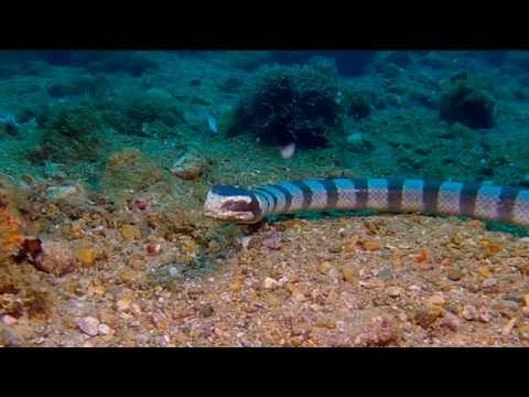 23 Sea Snakes - scuba diving video