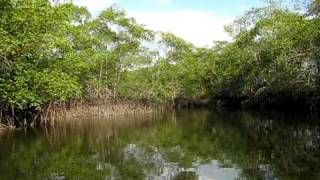 preview picture of video 'Ecuadorian Mangroves: REMACAM II'