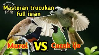 Download lagu Masteran Paling Di Sukai Trucukan Full Isian MURAI BATU vs CUCAK IJO Ampuh Jitu mp3 Download lagu Masteran Paling Di Sukai Trucukan Full Isian MURAI BATU vs CUCAK IJO Ampuh Jitu mp3