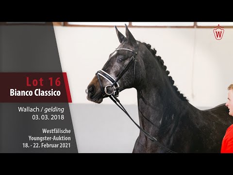 Youngster Auktion 18. - 22. Februar 2021 Lot 16 Bianco Classico Wallach v. Benicio - Lord Loxley