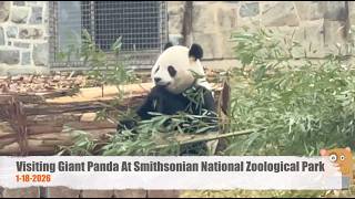 Visiting Giant Panda At Smithsonian National Zoological Park