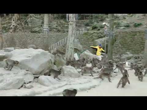 高崎山イモ取り争奪戦