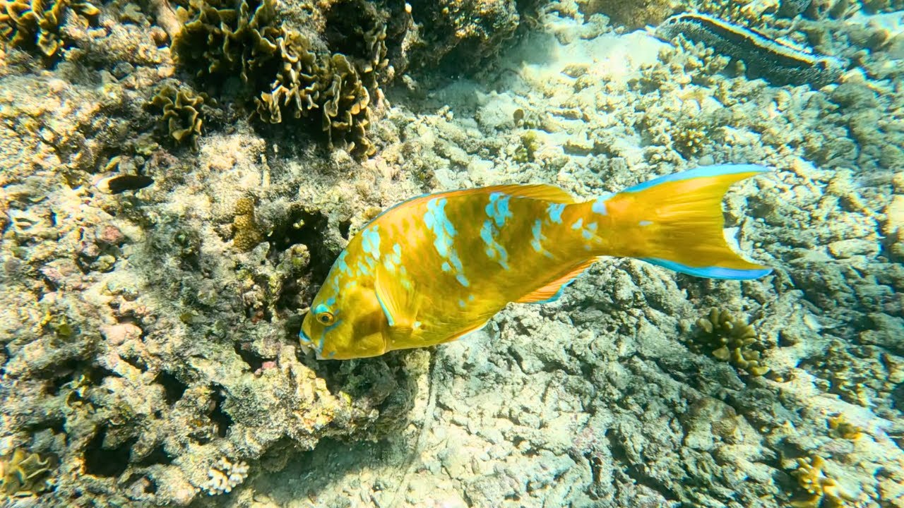 Watch blacktip reef sharks gracefully glide through Shark Bay's crystalline turquoise waters, as sunlight bathes the shallow reef, and snorkelers explore the vibrant undersea world.