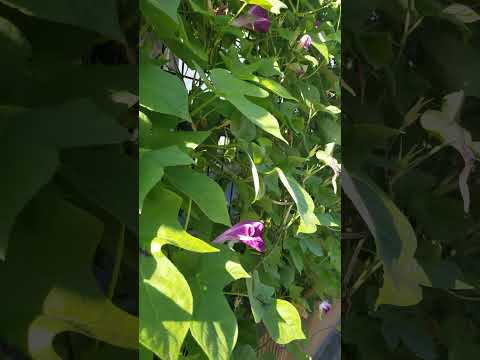 フェンスに美しさを加えるつる性の植物はどれですか?超装飾7種！  庭園