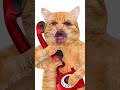 Hello Papa Ghar Par Nahi Hai Funnyshorts Billa Calling Funny Billa Shortvideos