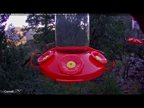 Female Lucifer Hummingbird Stops By Feeders In Davis Mountains – Oct. 9, 2017