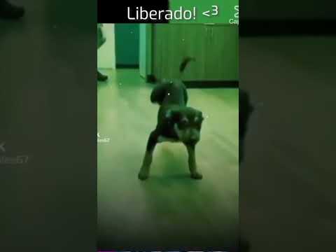 deita pro Aurélio mais sem fazer careta 😮💅🏻