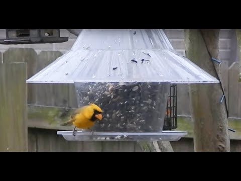 How to Assemble the Sky Cafe Bird Feeder Instructions