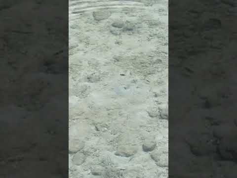 Little fishes in a dead coral seashores