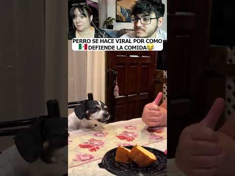 PERRO SE HACE VIRAL POR COMO DEFIENDE LA COMIDA... HUMOR MEXICANO #shorts #humor