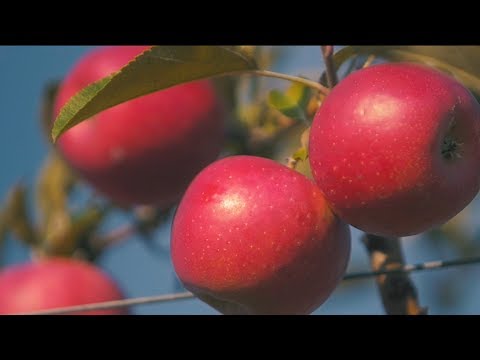 Family-Owned Crunch Time Apples Deliver a Delicious Bite