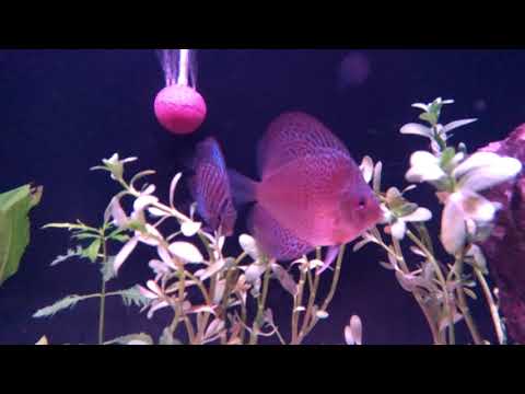 Discus fish tank / Aquarium