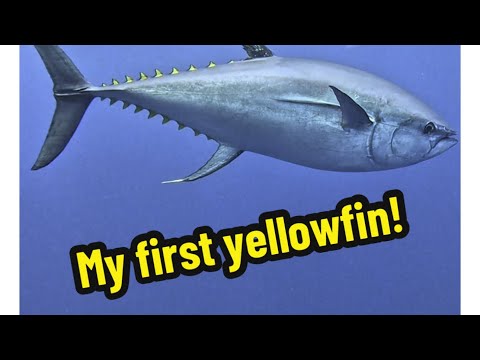 This is one of the most amazing dive sites in the world!