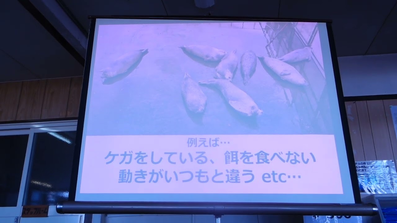 アザラシ強化月間　アザ塾実技編　ゼニガタアザラシの見分け方（座学）