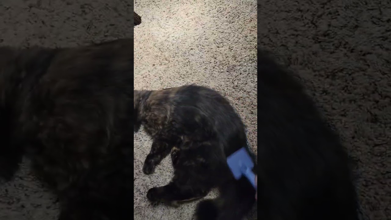 Enlarge Myrtle, a Adoptable Domestic Long Hair in Traverse City, MI video 6/6