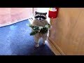 Funniest Moment Between Raccoons And Cats|| FUNNY VIDEO