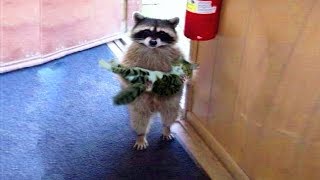 Funniest Moment Between Raccoons And Cats|| FUNNY VIDEO