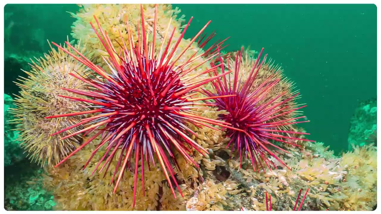Nachhaltige Fischerei bedeutet mehr Farbe im Meer! 🎨🌊