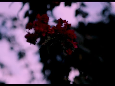 5. PENDÊNCIAS - Moisés da Torre e Lacerda (Cultivando Flores)