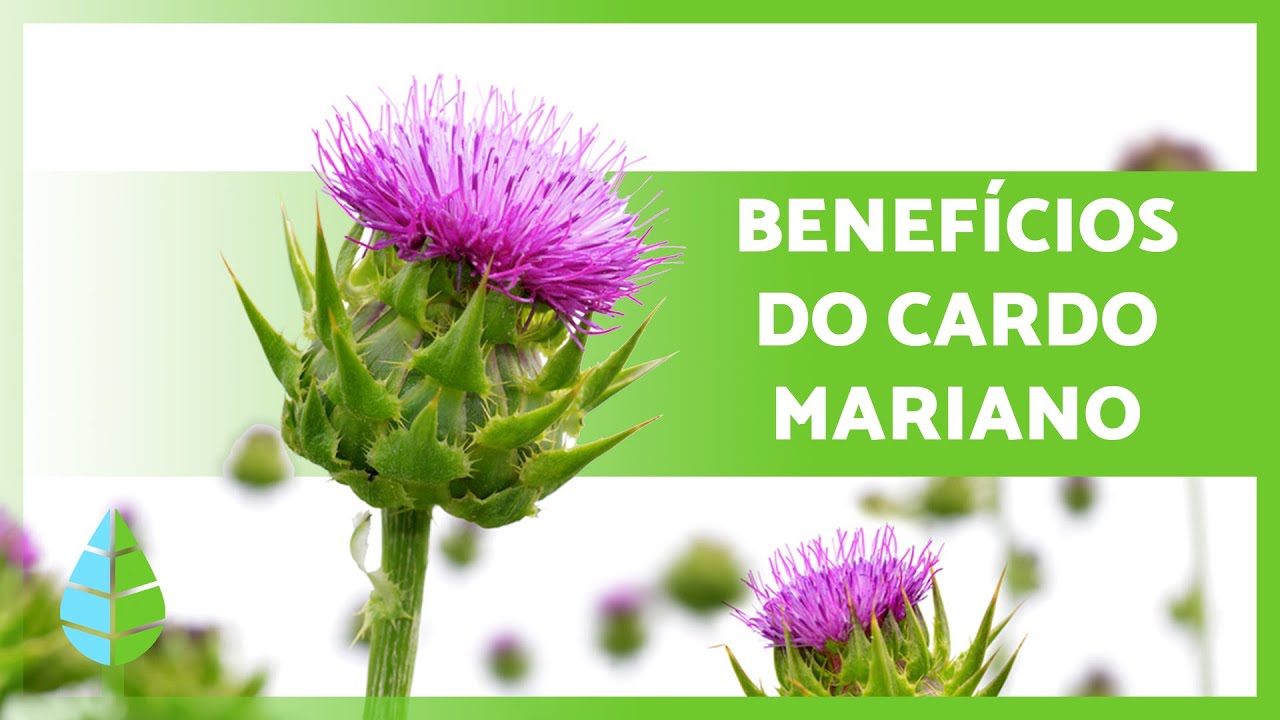 CARDO MARIANO 🌿💜 Propriedades, BENEFÍCIOS, modo de tomar e contraindicações!