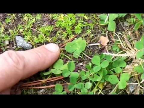 four leaf clover five leaf clover