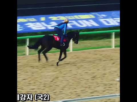 Busan Racecourse south korea