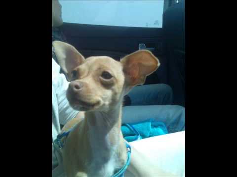 Ti Amo da Ylenia per Vincenzo