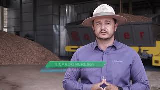 Eucalipto - Fonte de energia sustentável