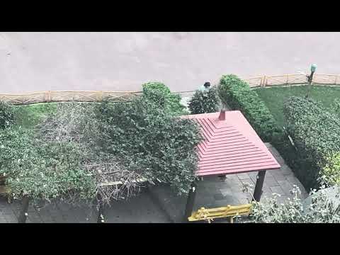 Cat sees Priyanka and comes running towards her