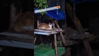 Cozy Rainy Night with Kushi 🌧️🐈❤️ #shorts #rainasmr #cozyvibes #catsofyoutube #sleepingcat