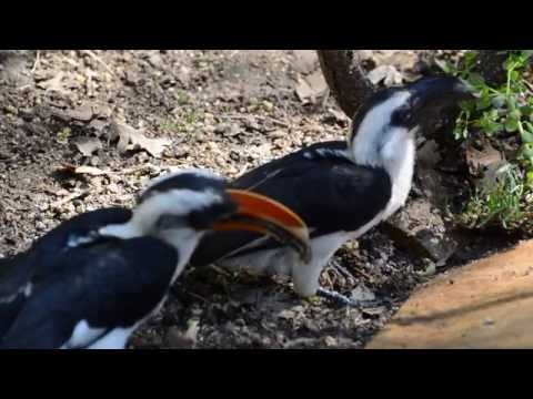 Two can care toucan 2016-11-13 0163