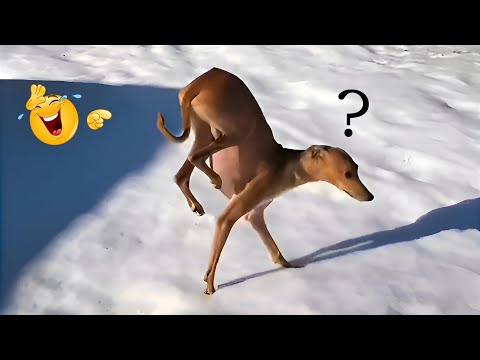 Funny Dogs in the Snow Compilation😂 | Try Not to Laugh