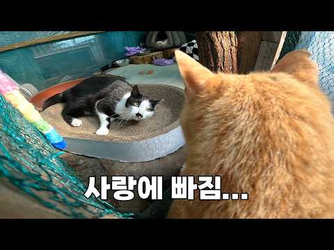 수술 후 격리된 고양이에게 친구를 만들어줬어요.