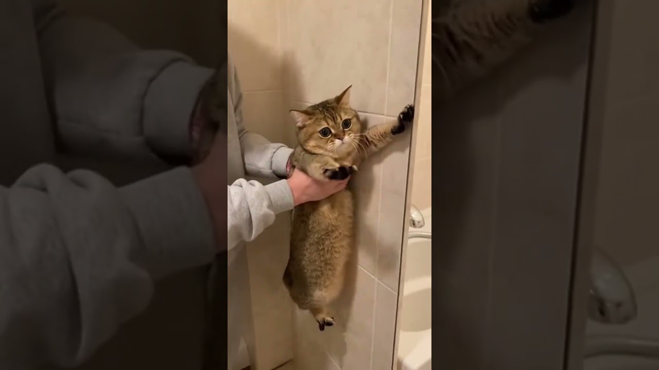 マンチカンをお風呂に連れていこうとすると必死に・・・  #funnycat  #猫おもしろ #かわいい猫