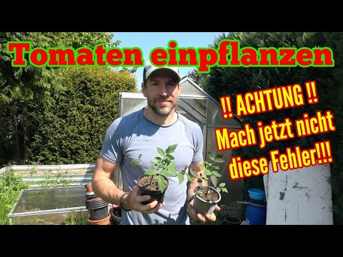 , title : 'Tomaten einpflanzen: Fast ALLE machen jetzt diese FEHLER!'