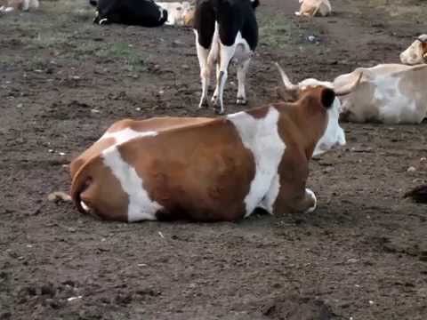 valea florilor.ferma Iovian Bretea, partea 1