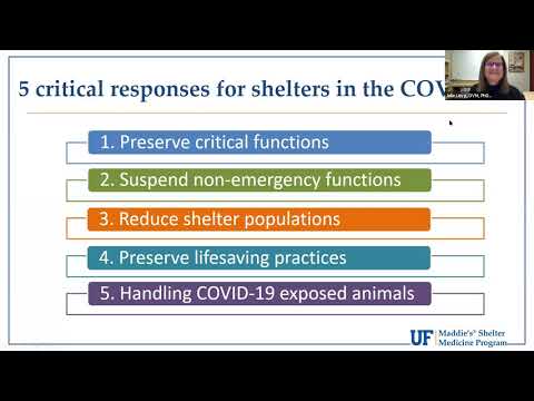 An Emergency Contraceptive Option for Cats During COVID-19 Delayed Surgery - webcast