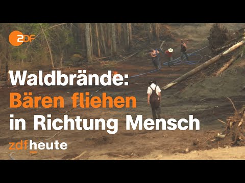 Immer mehr Bären-Angriffe nach Waldbränden in Kanada | auslandsjournal