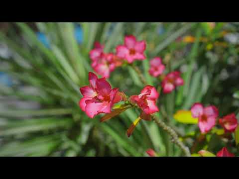 6 Josephine Crescent, Rasmussen, QLD 4815, 3 slaapkamers, 1 badkamers, House