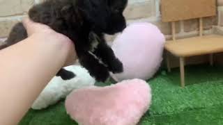 ハーフ犬の動画01