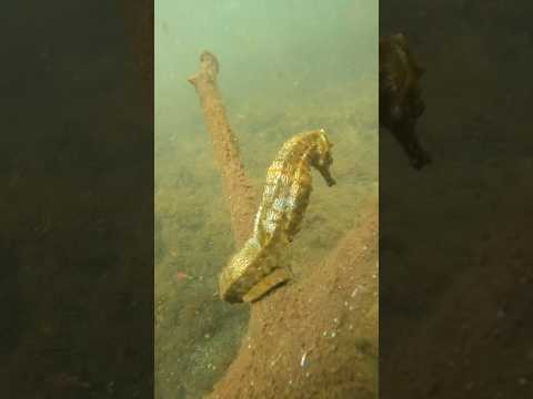 Seahorse at Isabela Island, Galapagos