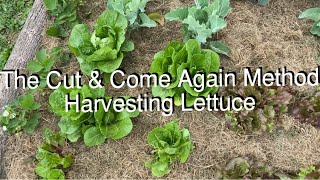 Cut & Come Again Method | Harvesting Lettuce | EverCrest