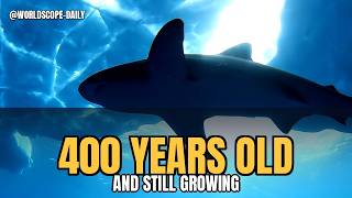 Download lagu The Shark That Was Alive Before Your Country Existed 🦈 (Greenland Shark) #shorts mp3 Download lagu The Shark That Was Alive Before Your Country Existed 🦈 (Greenland Shark) #shorts mp3