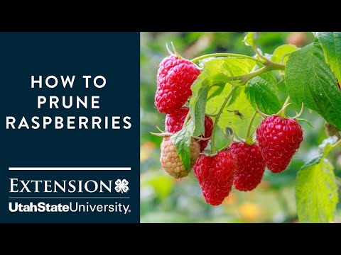 How to Prune Raspberries